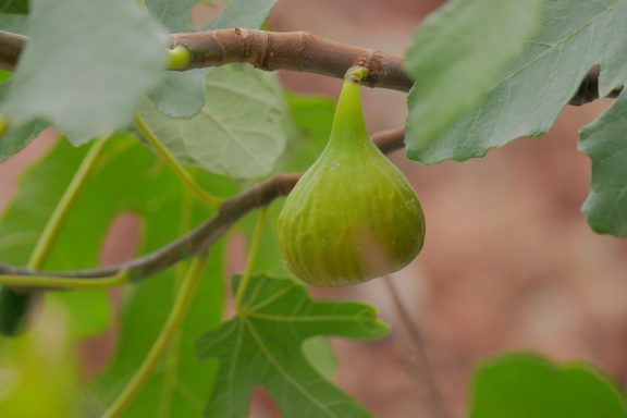 Grüne Feige am Baum, umgeben von Blättern.